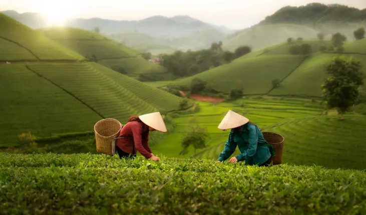 How to Source Tea from China